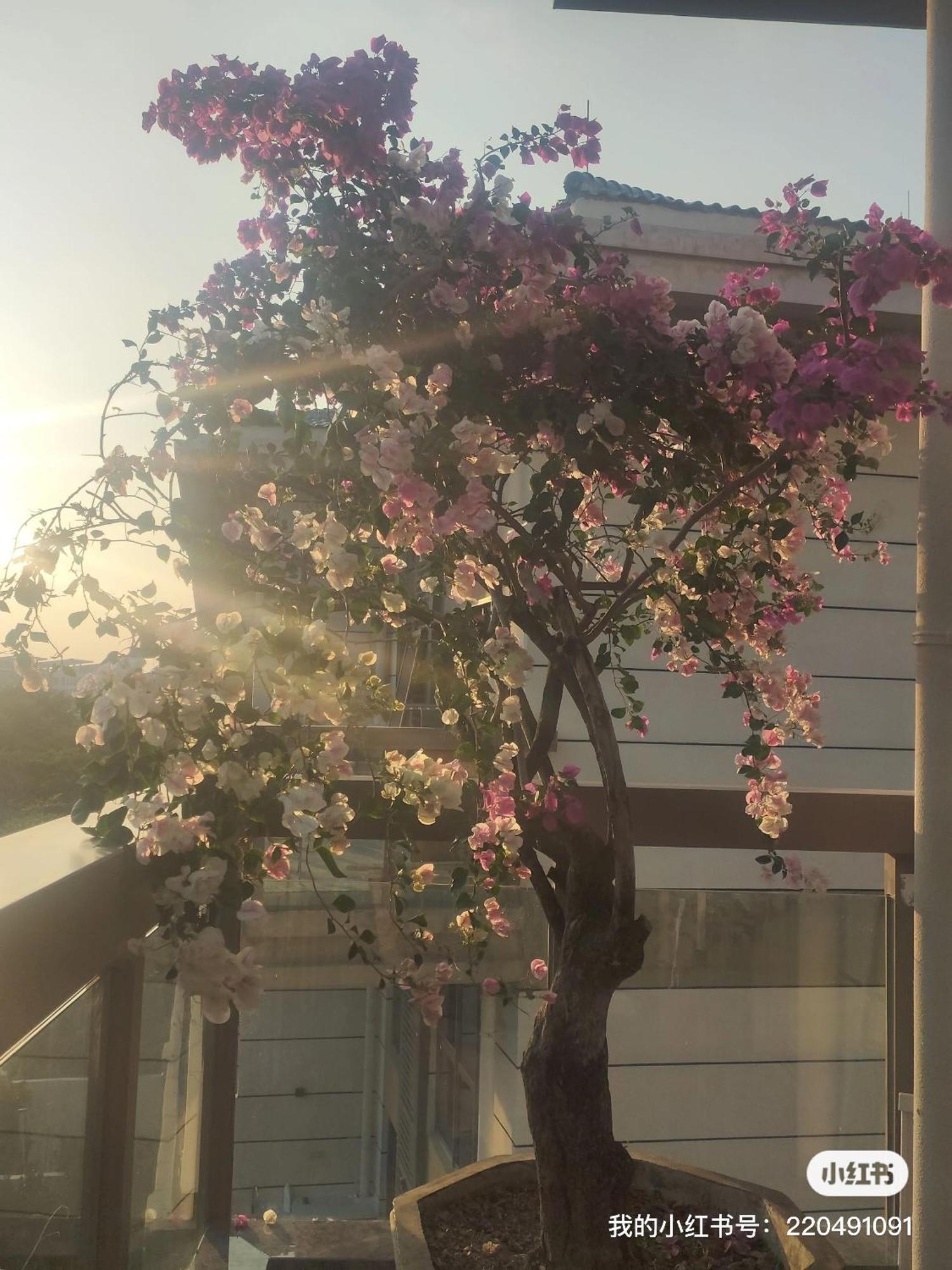 Shiguanghui Apartment Sanya Exterior photo